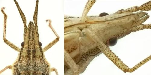 Réf. 343 955 : Mecidea minor